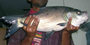 Caught From the Bangshi River