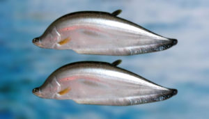 Chital Fish